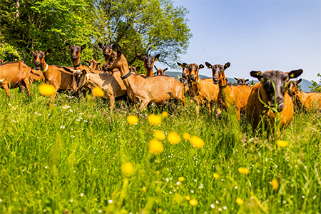 La Chèvrerie du Chatelard