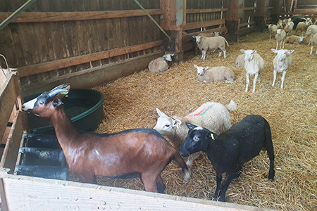 Ferme de Toutes Aures