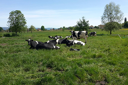 Gaec Ferme du Sozéa